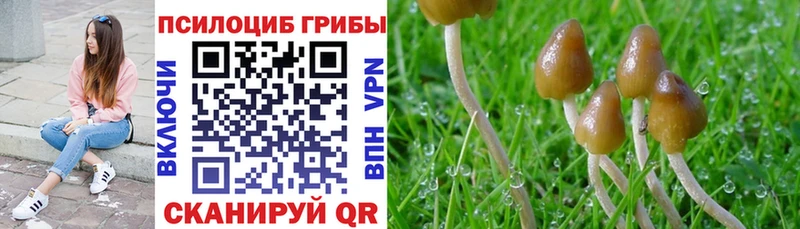 мориарти клад  Белореченск  Псилоцибиновые грибы Cubensis 